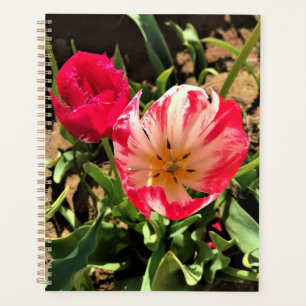 Inside a Pink et White Tulip