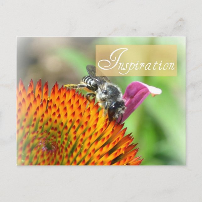 Inspiration Echinacea et carte postale d'abeille (Devant)