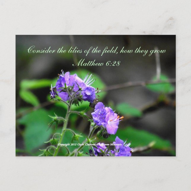 Inspiration scriptureflower carte postale sauvage (Devant)