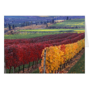 Intense couleur rouge et jaune sur Gehring