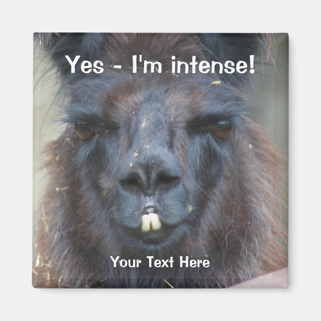 Intense Llama Noire Drôle Aimant Animal (Devant)