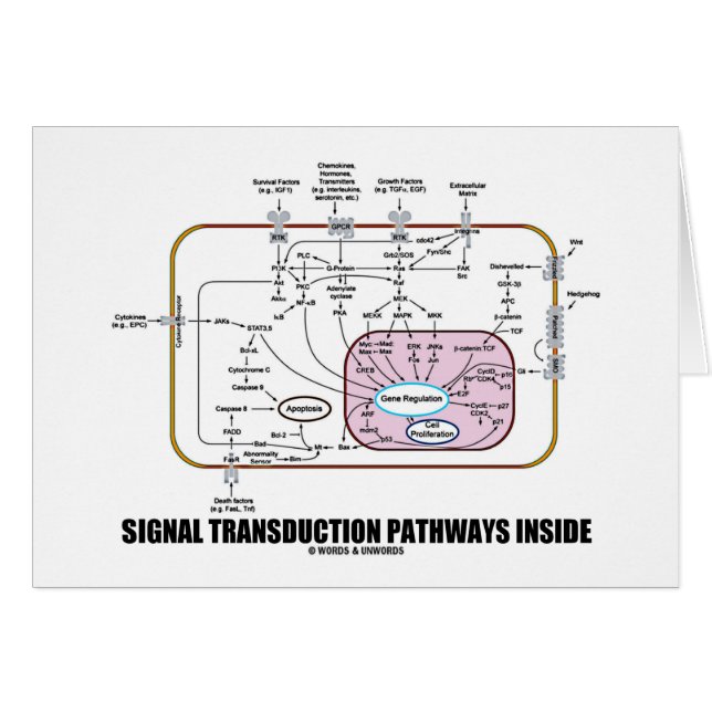 Intérieur de voies de transduction de signal (Devant horizontal)