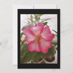 Invitation Adenium rose fleurs blanches fleurs florales natur