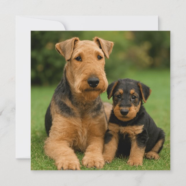 Invitation Airedale Terrier Avec Chiot (Devant)