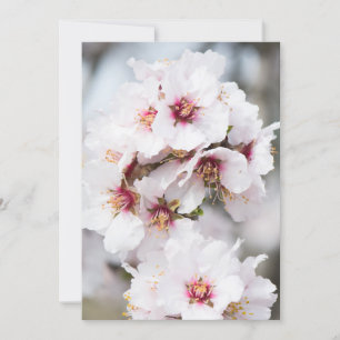 Invitation Almond blooming