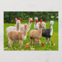 Alpacas Avec Coupes Rouges
