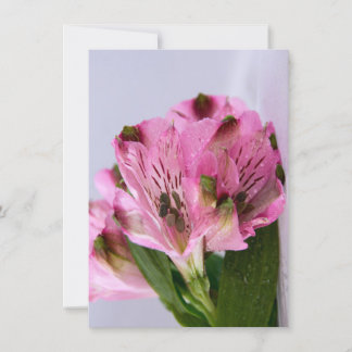 Invitation Alstroemeria rose-4