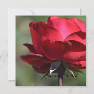 Invitation Anniversaire de Red Rose