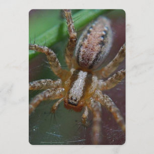 Invitation Araignée énorme