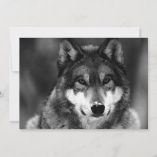 Invitation au loup noir et blanc