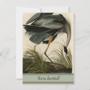 Invitation Audubon Great Blue Heron Marsh Bird
