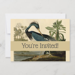 Invitation Audubon Héron de Louisiane Oiseaux Amérique Art