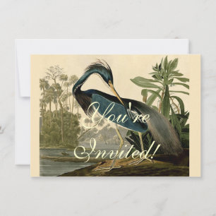 Invitation Audubon Héron de Louisiane Oiseaux Amérique Art