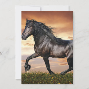 Invitation Beau Cheval Noir