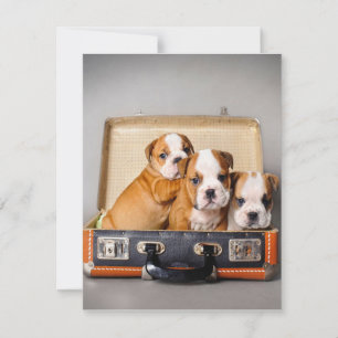 Invitation Beaux Chiots Bouledogue Amateur de Chien