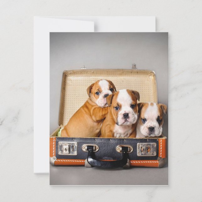 Invitation Beaux Chiots Bouledogue | Amateur de Chien (Devant)