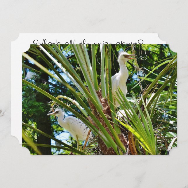 Invitation Bébés oiseaux (Devant / Derrière)