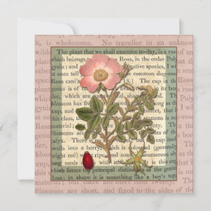 Invitation Belle Antique Rose Jardin Partie Vintage