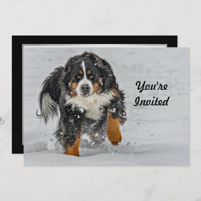 Invitation Bernese Mountain Dog photo Neige Anniversaire (Devant / Derrière)