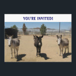 Invitation Burros Ouest<br><div class="desc">Invitation occidentale Décontractée pour les enfants. La couverture est composée d'un troupeau d'ânes ou de perroquets. Texte de couverture : TU ES INVITÉ ! Back of invitation a des places pour les détails sur la fête ou l'événement. Tous les âges s'amusent pour les amis, la famille, les cow-boys, les cow-girls!...</div>