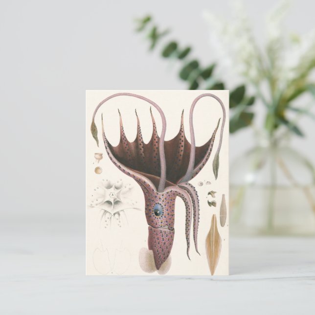 Invitation Calmar Parasol, Animaux Marins Vintage (Debout devant)