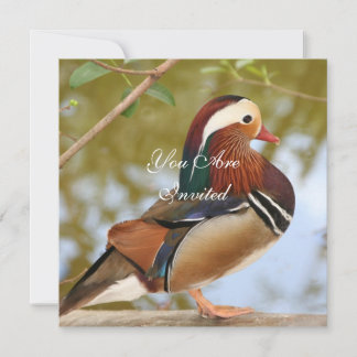 Invitation Canard mandarin