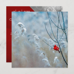 Invitation Cardinal d'hiver