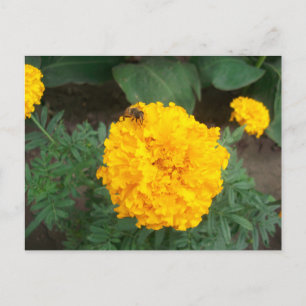 Invitation Carte Postale abeille sur une fleur de marigold jaune vif, photo