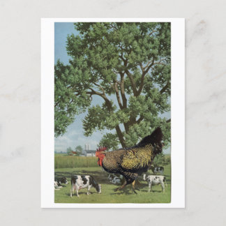 Invitation Carte Postale Alimentation de poulet -