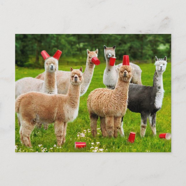 Invitation Carte Postale Alpacas Avec Coupes Rouges (Devant)
