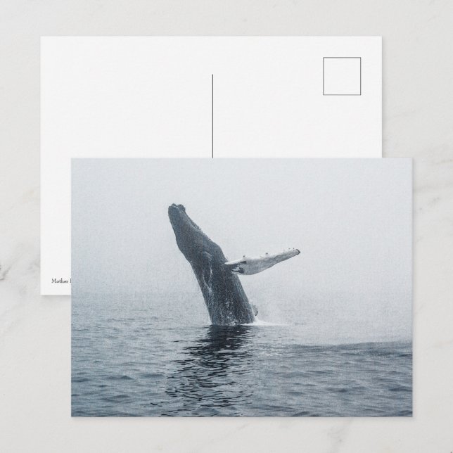 Invitation Carte Postale Baleine à bosse (Devant / Derrière)