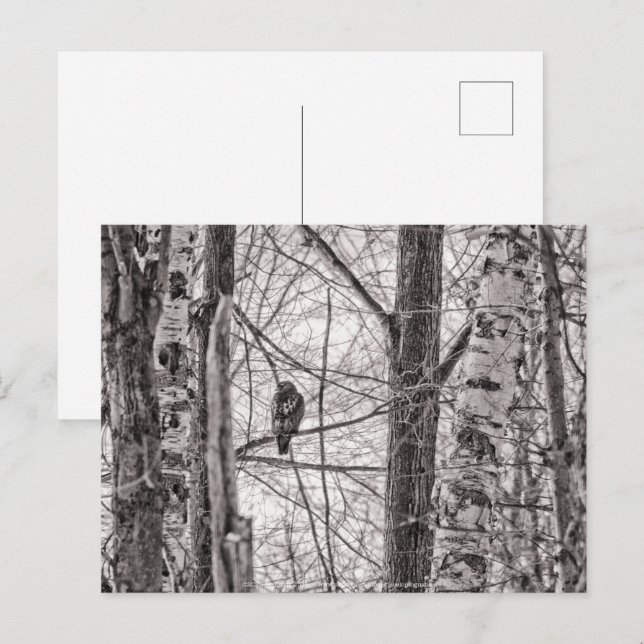 Invitation Carte Postale Buse à queue rousse P8443 (Devant / Derrière)