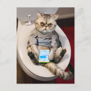 Invitation Carte Postale Cat on Toilet
