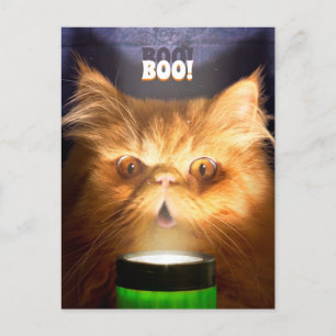 Invitation Carte Postale Chat avec lampe de poche