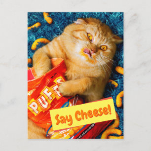 Invitation Carte Postale Chat mangeant des boulettes de fromage