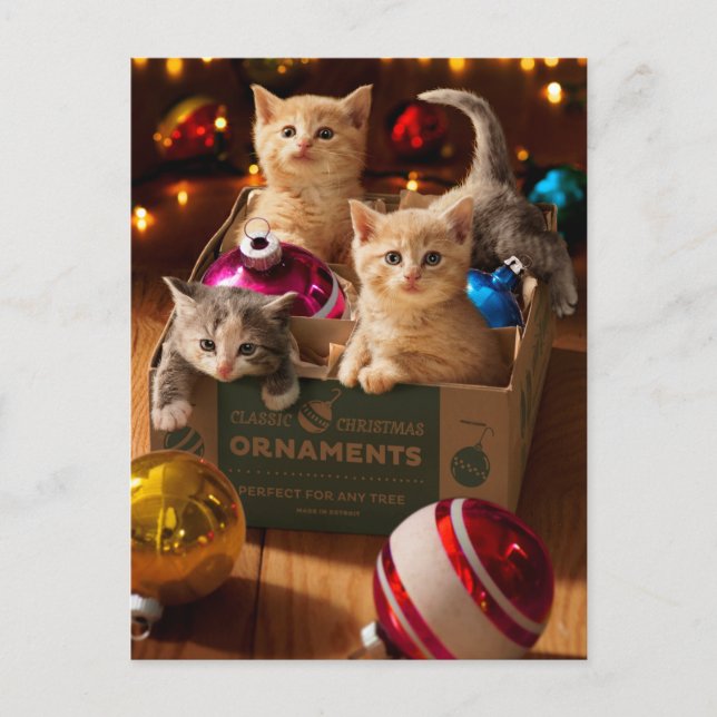 Invitation Carte Postale Chatons dans une boîte d'ornement (Devant)