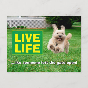 Invitation Carte Postale Chien Courant Dans Le Jardin