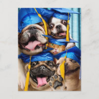 Chiens et chats diplômés en photomaton