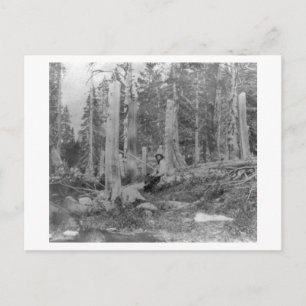 Invitation Carte Postale Coupe des arbres par Donner Party