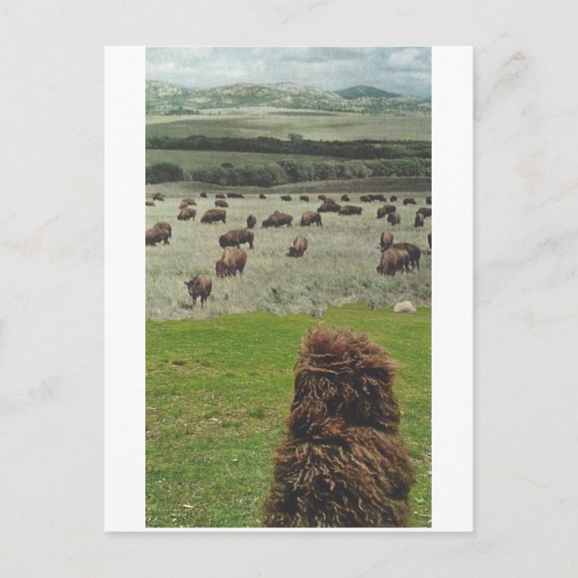 Invitation Carte Postale Guido et le Buffalo - (Devant)