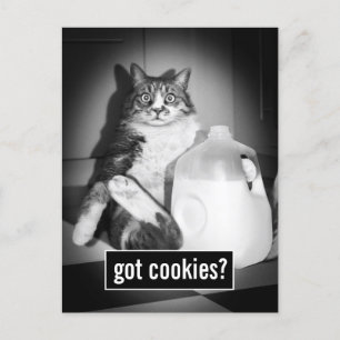 Invitation Carte Postale Le Lait De Chat De Juge