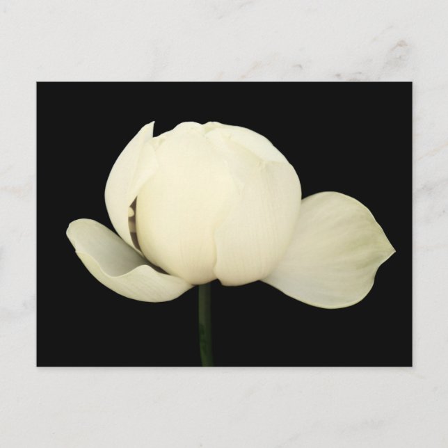 Invitation Carte Postale Lotus Bud (Devant)