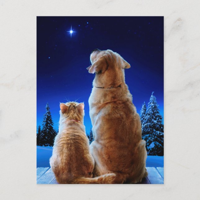 Invitation Carte Postale Miracle de Noël de chat et de chien (Devant)