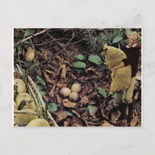 Invitation Carte Postale OEufs de mouton -