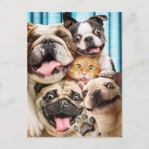 Invitation Carte Postale Photo d'un groupe de chiens et de chats