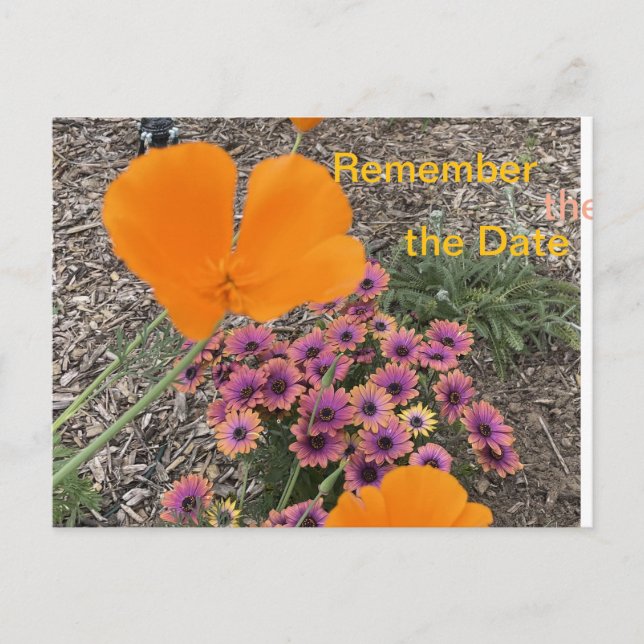 Invitation Carte Postale Poppies de Californie (Devant)
