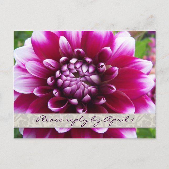 Invitation Carte Postale Purple Fuschia dahlia rsvp (Devant)