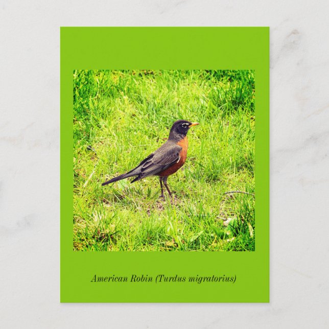 Invitation Carte Postale Robin américain (Devant)