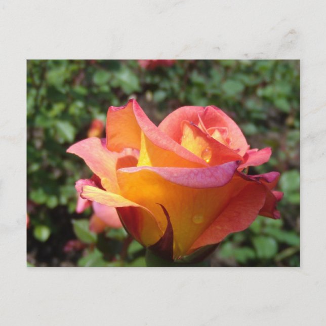 Invitation Carte Postale Rose (Devant)