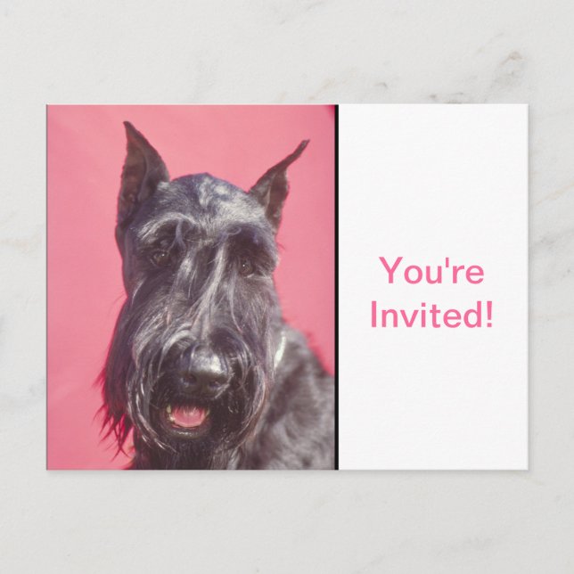 Invitation Carte Postale Scottish Terrier (Devant)